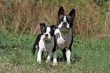 BOSTON TERRIER 164